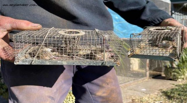 Avustralya'daki fare istilasında kötü senaryo