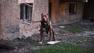 Beslediği pitbull küçük kardeşini yaraladı