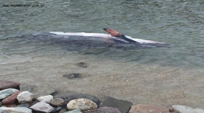 Bodrum'da ölü yunus kıyıya vurdu