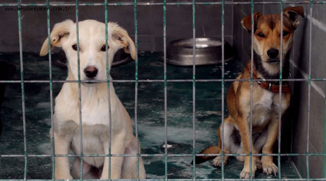 ÇANKAYA BELEDİYESİ SOKAK HAYVANLARINI UNUTMUYOR