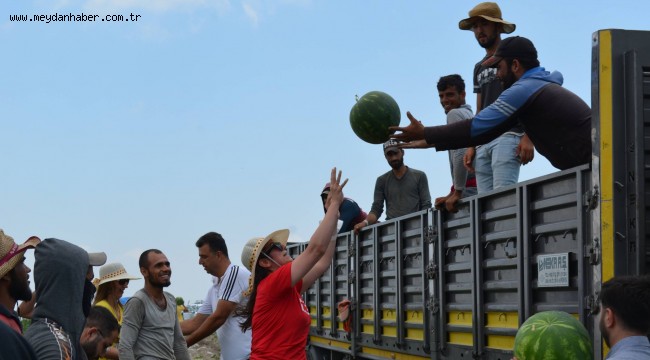 CHP Gençliği karpuz hasadı yaptı