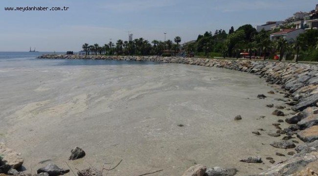 Darıca'da sahil müsilajla kaplandı, denize girmek yasaklandı