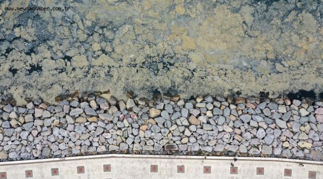 Deniz salyası sorununa acil çözüm için bilim insanları YÖK'te toplanacak