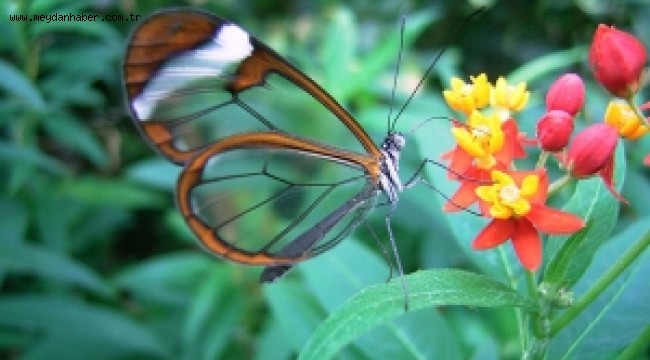 Ekolojik yıkım: Biyokaçakçılık
