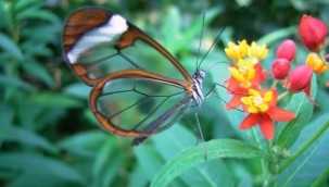 Ekolojik yıkım: Biyokaçakçılık