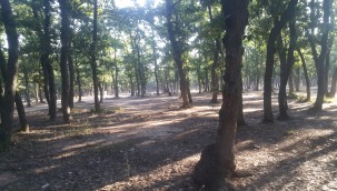 Ergene Belediyesi Mesire Alanını Temizledi