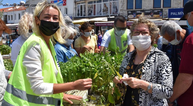 FOÇA'DA 80 BİN SEBZE FİDESİ DAĞITIMI