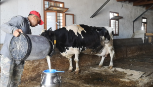 "Gökçel: Çiğ Süt Prim Desteğini Düşürmek Çiftçiye Üretme Demektir"