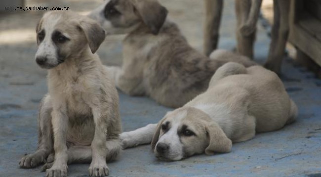Hayvanları koruma kanununda sona gelindi
