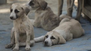 Hayvanları koruma kanununda sona gelindi