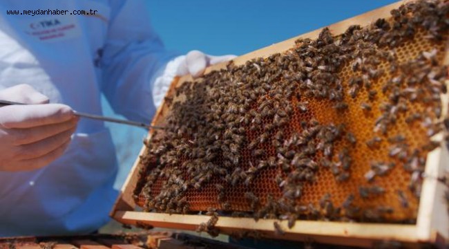 İngiltere'yi katil arılar sardı, doğanın dengesi değişebilir