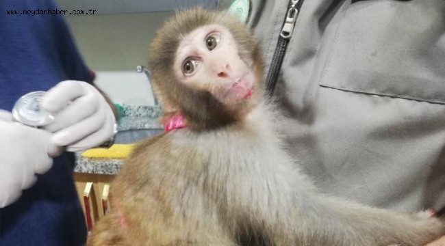 İnşaatta "örümcek maymunu" bulundu