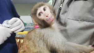 İnşaatta "örümcek maymunu" bulundu