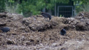 İstanbul'da Covid ve salya belasından sonra "Batı Nil Virüsü"