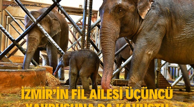 İzmir'in fil ailesi üçüncü yavrusuna da kavuştu