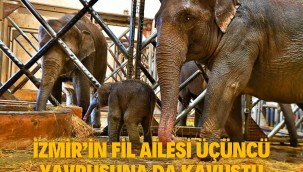 İzmir'in fil ailesi üçüncü yavrusuna da kavuştu