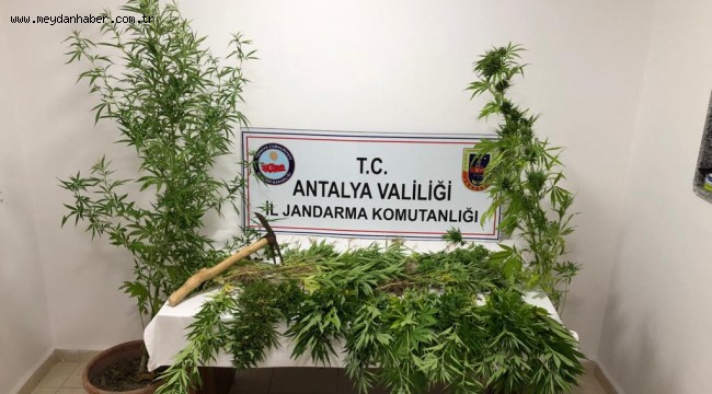 JANDARMADAN UYUŞTURUCU OPERASYONU