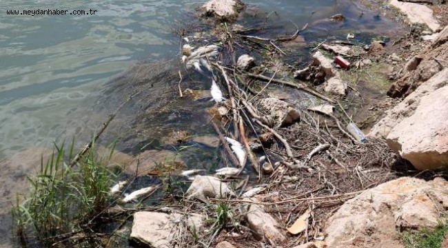 Kızılırmak'taki balık ölümleri inceleniyor