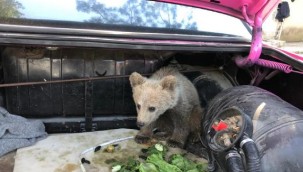 Köpeklerin saldırısına uğrayan yavru ayıyı vatandaşlar kurtardı