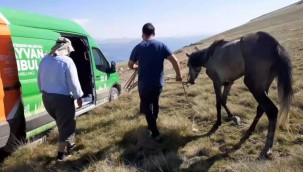 MAHSUR KALAN ATI HAYVAN AMBULANSI KURTARDI