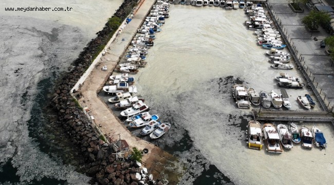 Müsilaj (deniz salyası) kabusu büyüyor