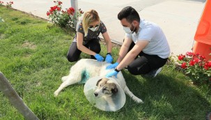 Odunpazarı Belediyesi hayvanseverlerle iş birliğini sürdürüyor