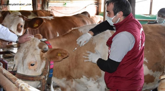 ORDU'DA 126 BİN BÜYÜKBAŞ HAYVAN AŞILANDI 170 MİLYON LİRAYA YAKIN GELİR KAYBI ÖNLENDİ