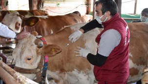 ORDU'DA 126 BİN BÜYÜKBAŞ HAYVAN AŞILANDI 170 MİLYON LİRAYA YAKIN GELİR KAYBI ÖNLENDİ