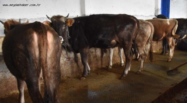 Şarbon hastalığı için hayvan sahiplerine tazminat ödenecek