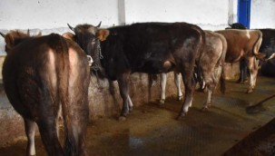 Şarbon hastalığı için hayvan sahiplerine tazminat ödenecek