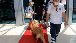 Vefalı köpek fenalaşan sahibini bırakmadı