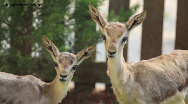 YAŞAM ALANLARI DARALTILAN HATAY'IN DAĞ CEYLANLARI MECLİS GÜNDEMİNDE