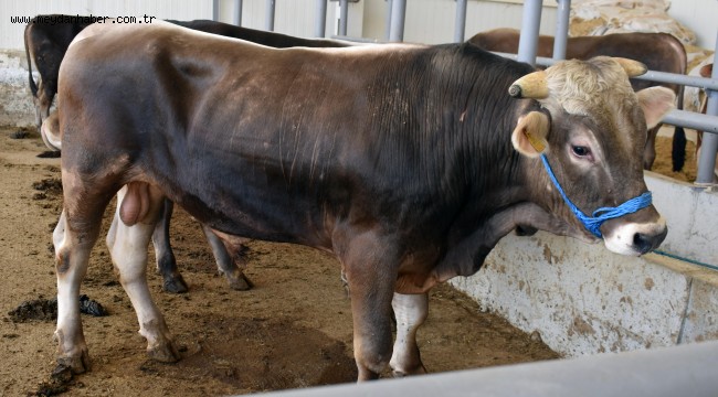 118 ADET BÜYÜKBAŞ KURBAN KESİLDİ