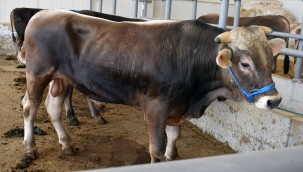 118 ADET BÜYÜKBAŞ KURBAN KESİLDİ