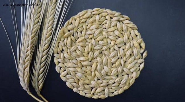 ARPA TOHUMU DESTEĞİ İÇİN ONLİNE BAŞVURULAR BAŞLADI