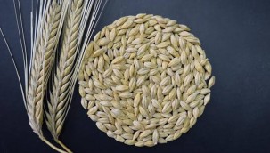 ARPA TOHUMU DESTEĞİ İÇİN ONLİNE BAŞVURULAR BAŞLADI