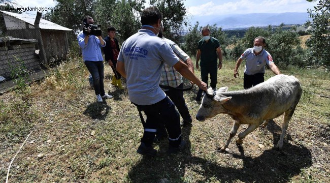 Boğalar, Kurban Yakalama Timinden Kaçamadı