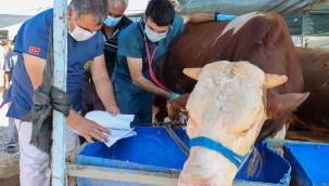 Buca Belediyesi kurbanlık denetimi için sahaya indi