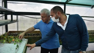 BÜYÜKŞEHİR'DEN ARONİA MEYVESİ İÇİN TEKNİK DESTEK