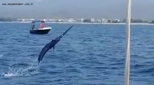 FETHİYE'DE OLTAYA 3 METRELİK KILIÇ BALIĞI TAKILDI!