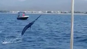 FETHİYE'DE OLTAYA 3 METRELİK KILIÇ BALIĞI TAKILDI!
