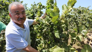 FINVER FINDIĞA İYİ GELDİ