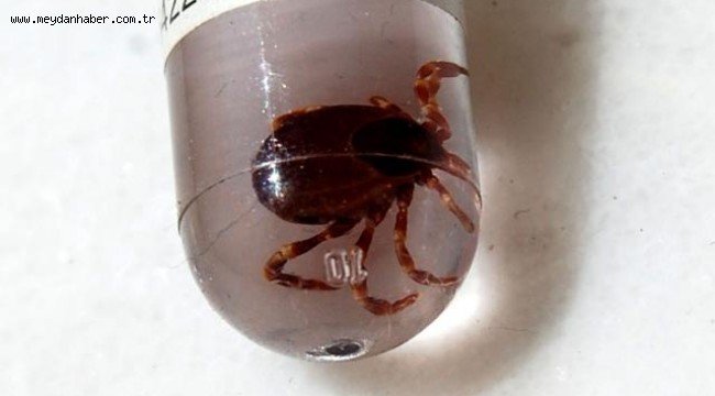 Havaların ısınmasıyla birlikte Kırım Kongo Kanamalı Ateşi (KKKA) vakaları arttı. 