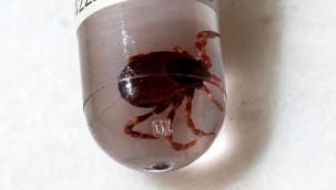 Havaların ısınmasıyla birlikte Kırım Kongo Kanamalı Ateşi (KKKA) vakaları arttı. 