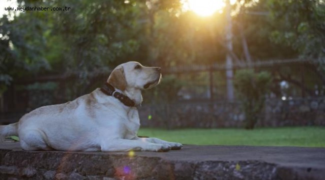 Hayvanları Koruma Kanunu Meclis'te