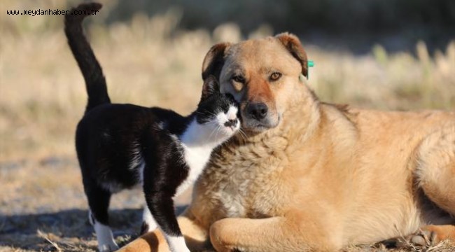 Hayvanları Koruma Kanunu'nda değişiklik öngören teklif komisyondan geçti