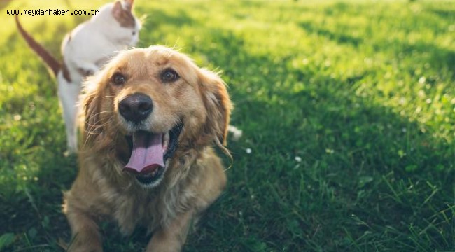 Hayvanları koruma kanunu yasalaştı