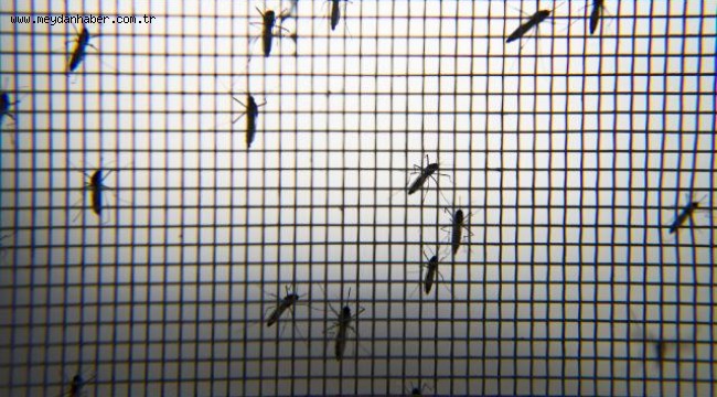 Hindistan'da 14 kişide Zika virüsü görüldü