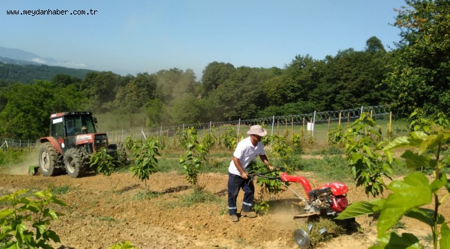 İzmit Belediyesi, dut bahçesinin yazlık bakımlarını tamamlıyor