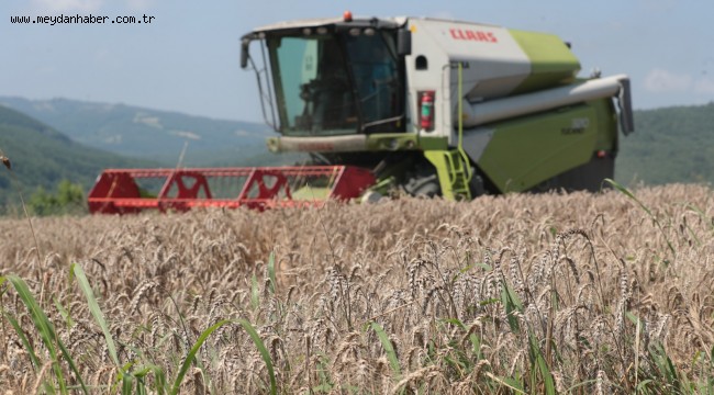 İzmit Belediyesi Nusrat buğday tohumlarını çiftçiye dağıtmaya başlıyor